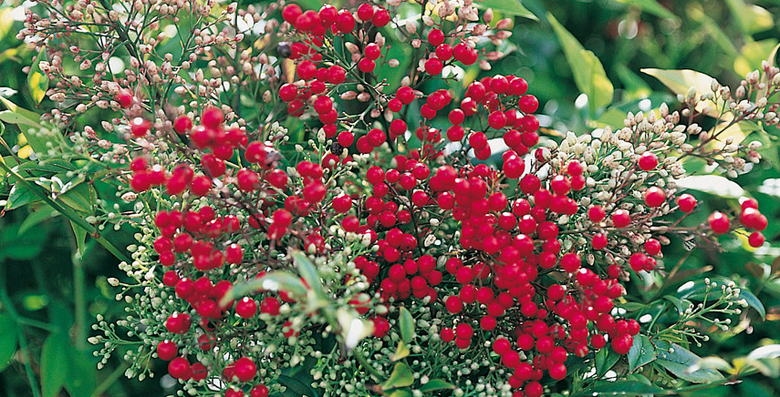 Siepe sempreverde fiorita: come coltivarle in giardino