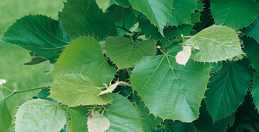 Alberi Da Giardino A Crescita Rapida Scopri Quali Sono