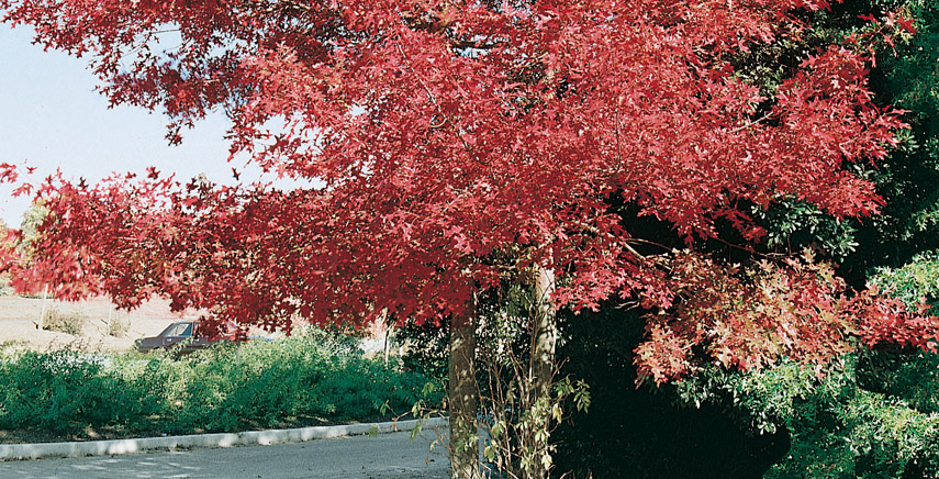 Gli Alberi Da Giardino Meno Invasivi Quali Sono E Cosa Devi