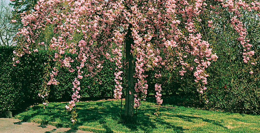 Alberi da giardino garden design: come dare nuova vita al giardino