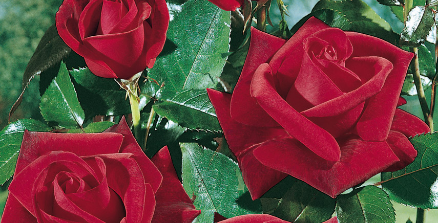 Rose: i rosai a grandi fiori. Quali sono le forme più comuni?