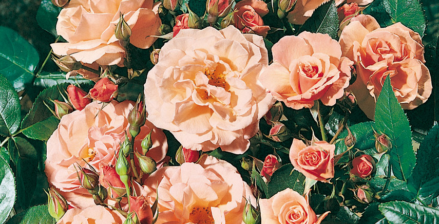 Rose e rosai: caratteristiche e potatura