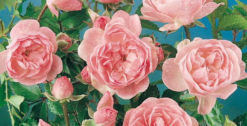 Rose: quali scegliere fra rose antiche, rose moderne e rose inglesi