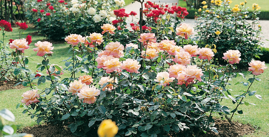 Rose: i rosai paesaggistici - Quali sono le più decorative e ornamentali