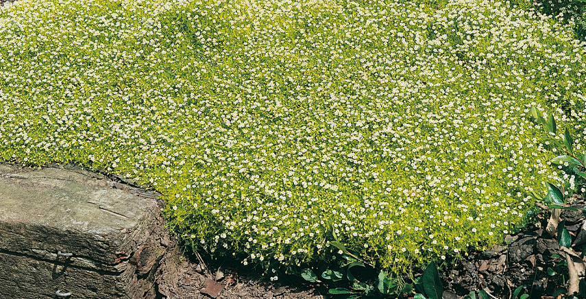 Piante perenni tappezzanti: la soluzione ideale per il giardino