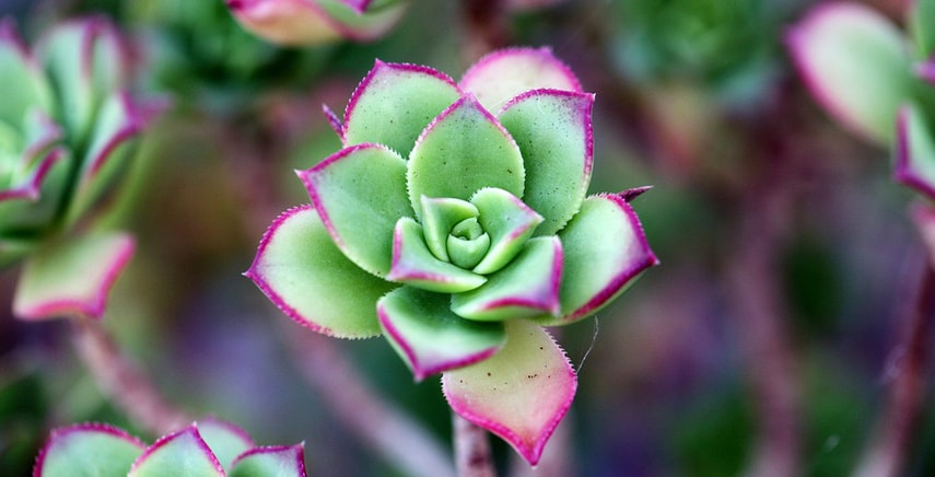 La coltivazione delle succulente o piante grasse