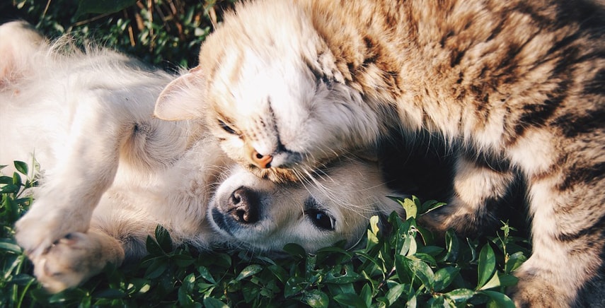 Animali domestici - Consigli sulla giusta alimentazione