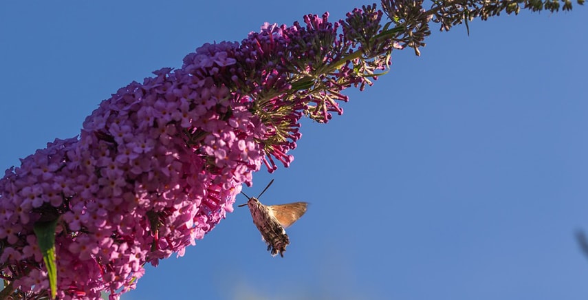 Buddleja viola ‘Lochinch’ o 'Albero delle farfalle'
