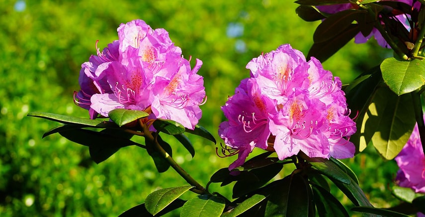 Azalea, Rododendro e Camelia: lo splendore delle acidofile