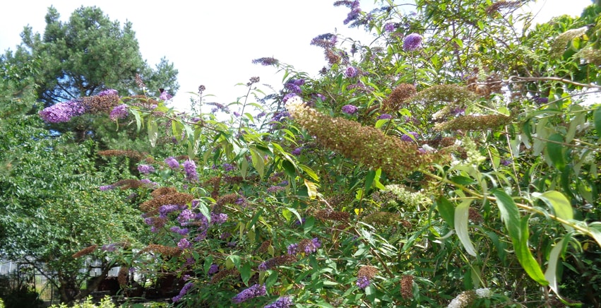 Il mondo delle Buddleja: piante amiche o invasive?