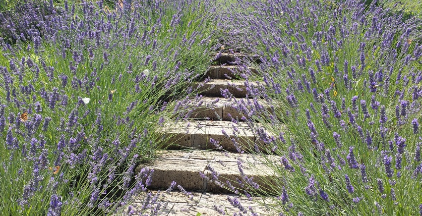 La lavanda: qual è il modo più giusto e corretto per potarla? La lavanda: qual è il modo più giusto e corretto per potarla?