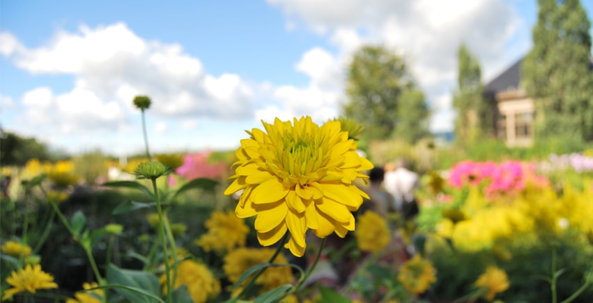 L'Orto Botanico di Oslo: un'oasi di verde nel cuore della capitale della Norvegia L'Orto Botanico di Oslo: un'oasi di verde nel cuore della capitale della Norvegia