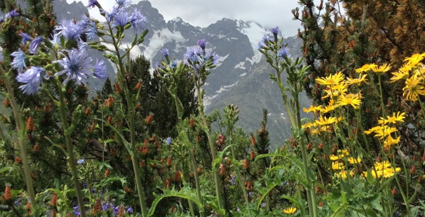 Il Giardino Botanico Alpino del Lautaret: una meraviglia verde sospesa a 2.100 metri d'altitudine