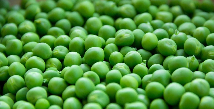 Il pisello: come si coltiva questo legume?