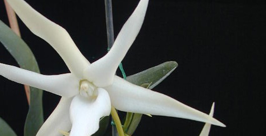Angraecum sesquipedale, conosciuta come 'Orchidea di Darwin'