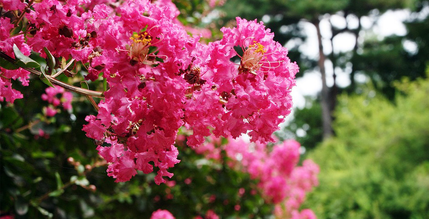 Lagerstroemia indica o Lillà delle Indie Lagerstroemia indica o Lillà delle Indie