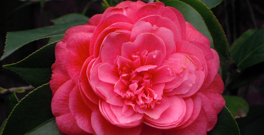Camelia: caratteristiche e coltivazione Camelia: caratteristiche e coltivazione