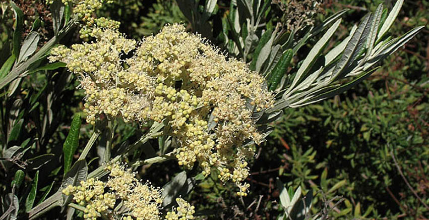 La Buddleja saligna o Chilianthus arboreus: la Buddleja che somiglia ad un salice