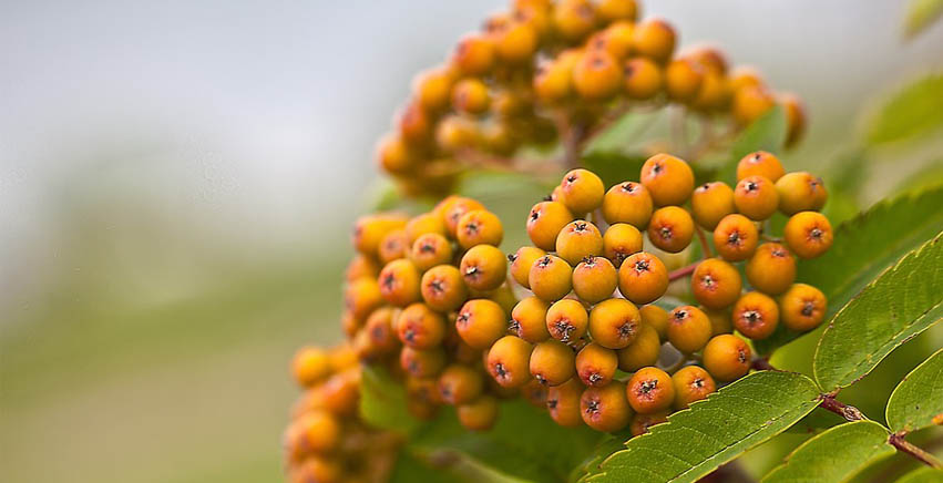 Il sorbo: origine, diffusione e coltivazione e utilizzo di questa antica pianta da frutto