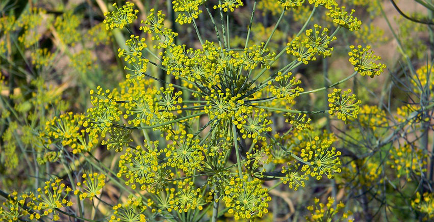 Piante officinali: in balcone, nell'orto o in pieno campo, una risorsa per la propria salute