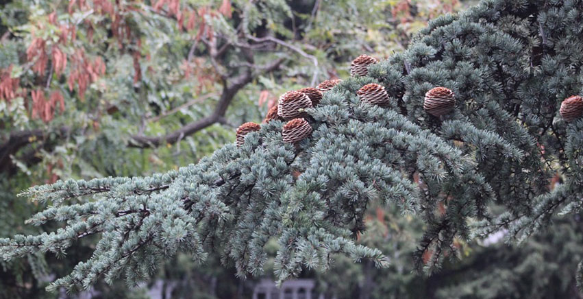 Il Cedro o Cedrus: una comune conifera a grande sviluppo