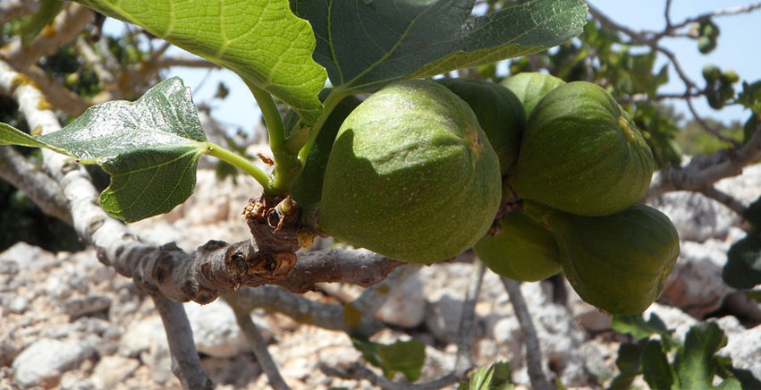 Il punteruolo nero, una grave minaccia per le piante ornamentali