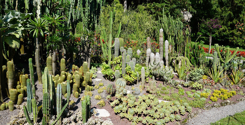 Piante grasse: i nomi delle succulente più diffuse nei giardini