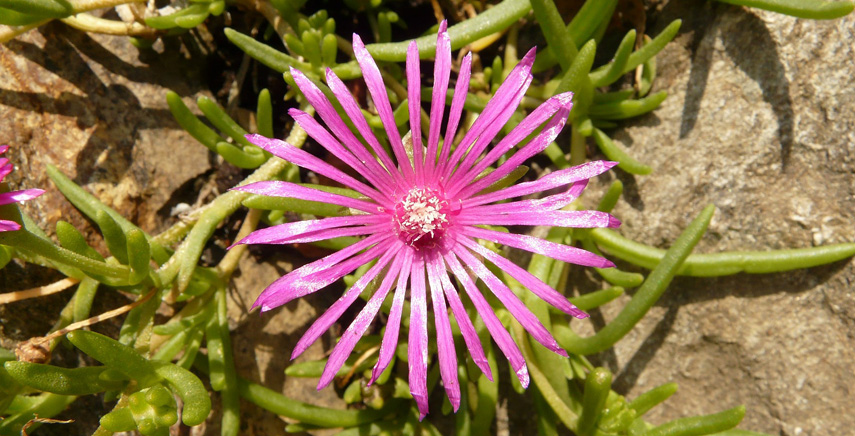 Piante grasse e succulente resistenti al freddo