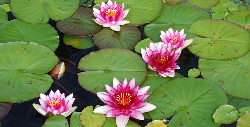 piante-acquatiche