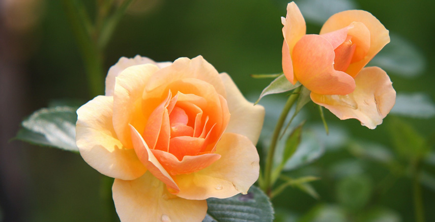 Come potare le rose: ecco una guida pratica per una corretta potatura