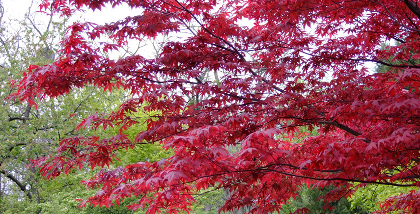 Acero: le principali caratteristiche e le varietà più diffuse di questo albero latifoglie