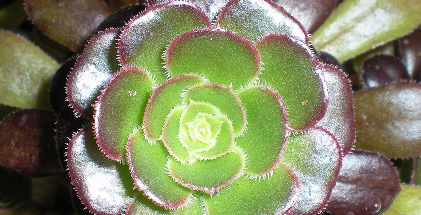 Le piante grasse: caratteristiche e forme delle succulente