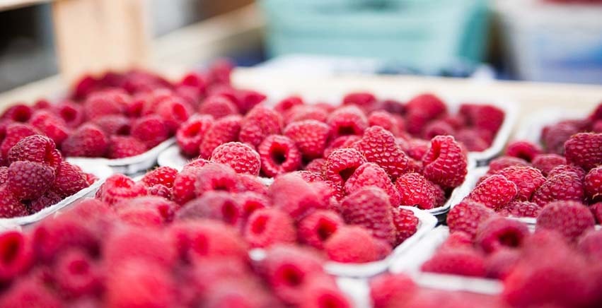 I piccoli frutti: la coltivazione dei frutti di bosco