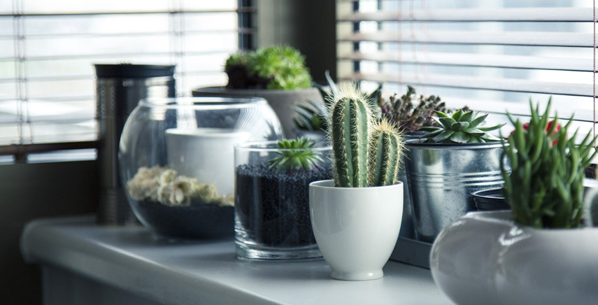 Le piante grasse da interno: le succulente in casa