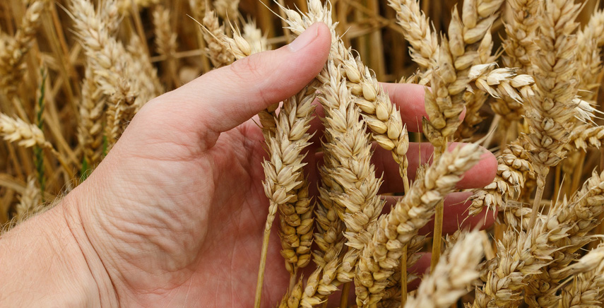 Marco Valerio Del Grosso, esperto in difesa integrata biologica e nutrizione vegetale, si racconta alla redazione di Portale del Verde