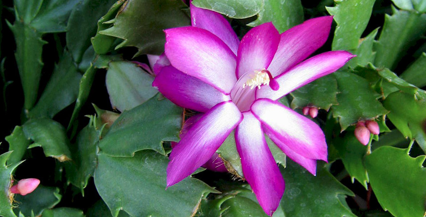 Schlumbergera o Cactus di Natale