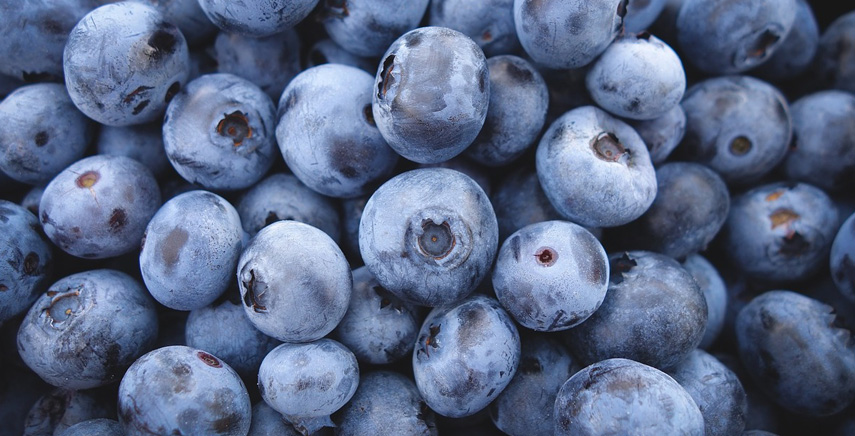 Mirtillo gigante: eccellente frutto per il consumo fresco