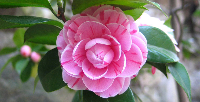 Camelia Japonica: conosciamola meglio