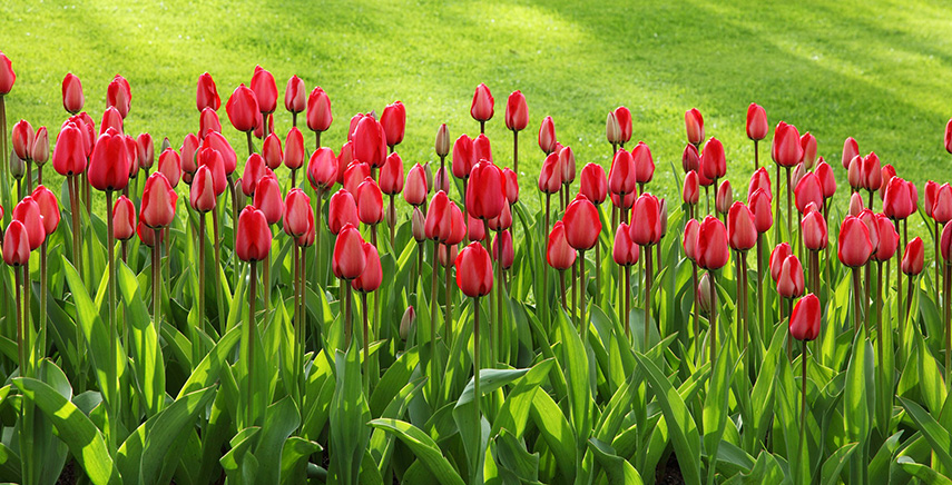 Giardino: come avere un prato da invidia