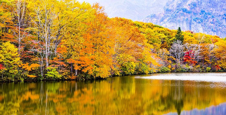 Alberi latifoglie: tutto quello che devi sapere