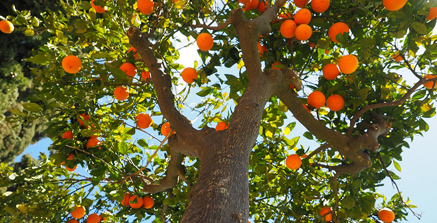 Agrumi: guida alla coltivazione