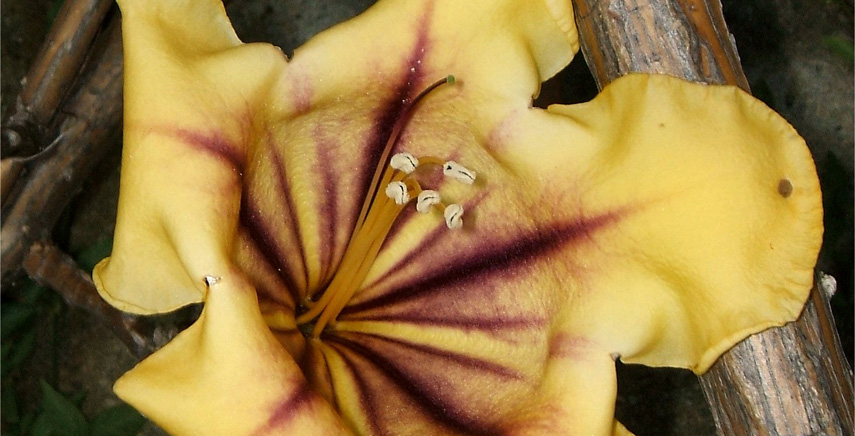 Solandra: gigantesche rampicanti dai fiori stupendi