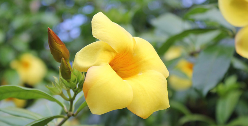 Allamanda, rampicanti vivaci provenienti dall'America tropicale