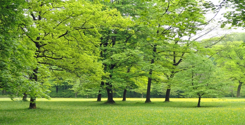 Alberi da giardino: un toccasana per la nostra salute