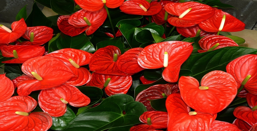 Anthurium Cura E Coltivazione