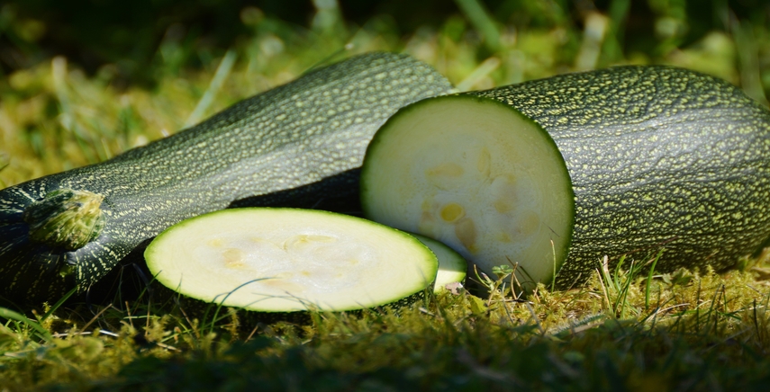 Guida completa alla coltivazione della zucchina in orto