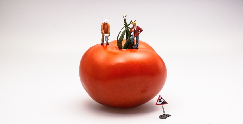 Quali sono le malattie dei pomodori con foglie secche Quali sono le malattie dei pomodori con foglie secche