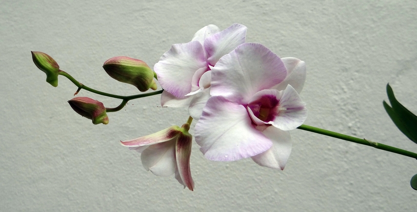 Malattie delle Orchidee - Quali sono e cosa fare