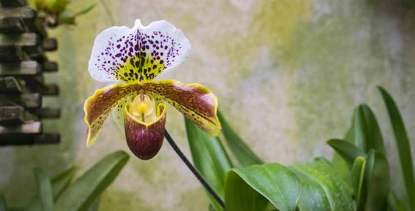 5 consigli per coltivare le orchidee in casa