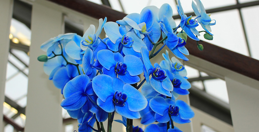 Orchidea blu: esiste davvero in natura?